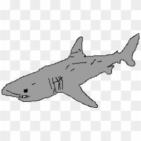 3d Great White Shark - Line Art, HD Png Download - shark clipart png