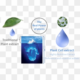 Plant Extract And Culture Cell, HD Png Download - plant cell png