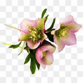Easter And Passover Flowers - Hellebore, HD Png Download - easter flowers png