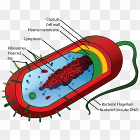 Average Prokaryote Cell- En - Prokaryotic Cell Structure, HD Png Download - plant cell png