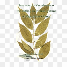 Piper Aduncum Botanical Illustration, HD Png Download - espigas png