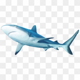 Lemon Shark Clipart Clip Freeuse Lemon Shark Facts - Lemon Shark Png, Transparent Png - shark clipart png