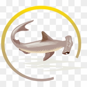 Hammerhead Shark Clipart Dead Shark - Sharks, HD Png Download - shark clipart png