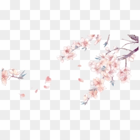 Drawn Cherry Blossom China - Anime Cherry Blossom Background, HD Png Download - anime flower png