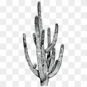 Salsa"s Cactus-06 - Cactus Drawing Black And White, HD Png Download - mexican cactus png