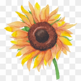 Sunflower Watercolor Png - Sunflower, Transparent Png - watercolor sunflower png