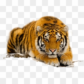 Endangered Species Of The South China Tiger - South China Tiger Png, Transparent Png - forest animals png
