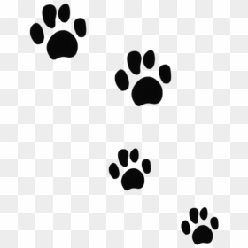 Cat Dog Tiger Bear Felidae - Kitten Paw Prints Transparent, HD Png Download - bear paw print png