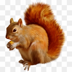 Forest Animals, , - Squirrel Carton Gif Transparent, HD Png Download - forest animals png
