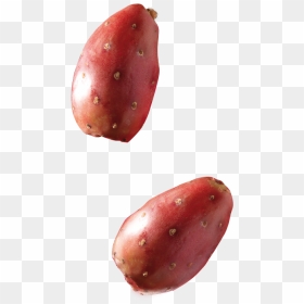 Barbary Fig, HD Png Download - mexican cactus png