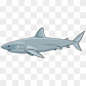 Great White Shark, HD Png Download - shark clipart png