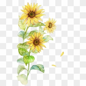 Watercolor Sunflower Transparent Png, Png Download - watercolor sunflower png