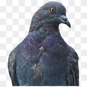 Dove Homing Pigeon Animal Free Photo - Gołąb Png, Transparent Png - dove with olive branch png