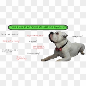 Dogmeat Png , Png Download - Dog Catches Something, Transparent Png - dogmeat png