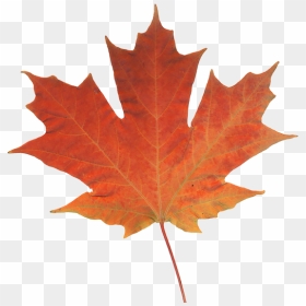 Transparent Fall Leave Png - Real Pictures Of Leaves, Png Download - fall leave png