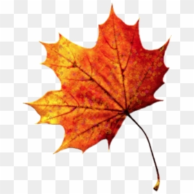 #leave #leaf #leaves #fall #autumn #autumnleaves - Maple Leaf Transparent Background, HD Png Download - fall leave png