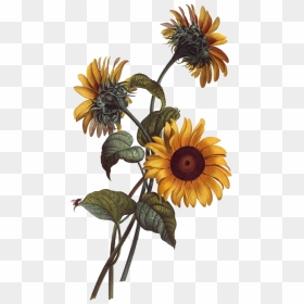 Common Sunflower Watercolor Painting Drawing Botanical - Sunflower Botanical Illustration, HD Png Download - watercolor sunflower png