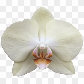 Phalaenopsis Sanderiana, HD Png Download - philippine sun png