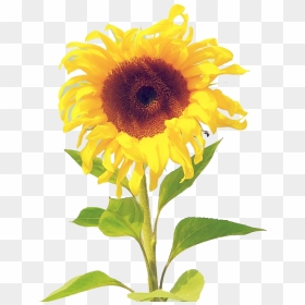 Sunflower Wallpaper Watercolor Iphone , Png Download - Aesthetic Wallpapers Optimism, Transparent Png - watercolor sunflower png