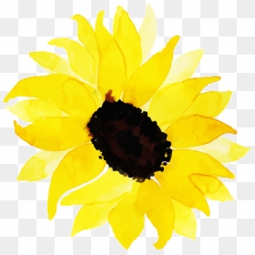 Sunflower, HD Png Download - watercolor sunflower png