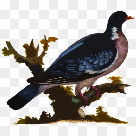 Rallidae, HD Png Download - watercolor feather png