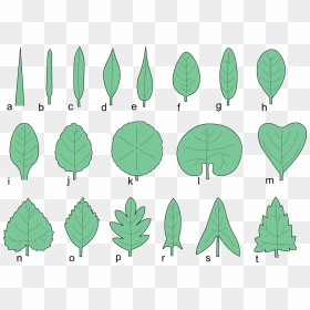 Types Of Leaf, HD Png Download - fall leave png