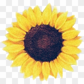 Sunflowers Png Watercolor - Sunflower Tattoo, Transparent Png - watercolor sunflower png