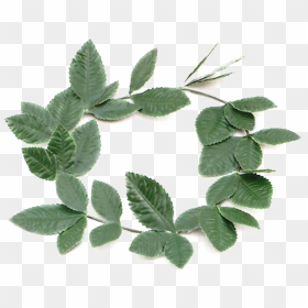 Laurel Leaf Crown, HD Png Download - greek wreath png