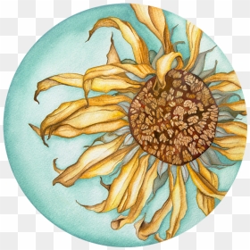 The Last Sunflower - African Daisy, HD Png Download - watercolor sunflower png