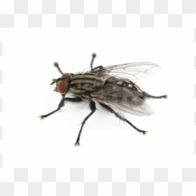Fly, HD Png Download - house fly png
