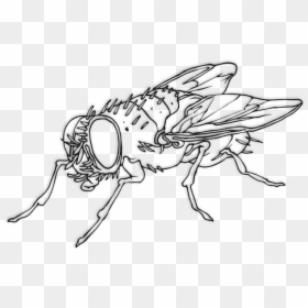 Tsetse Fly Drawing, HD Png Download - house fly png