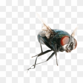 House Fly, HD Png Download - house fly png