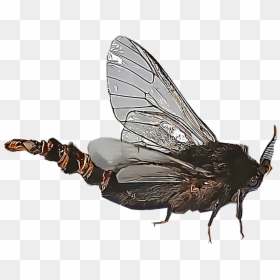 House Fly, HD Png Download - house fly png
