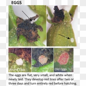 Pecan Nut Casebearer Eggs, HD Png Download - house fly png