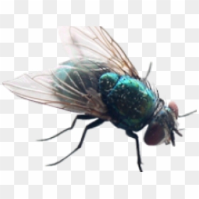 Little Fly, HD Png Download - house fly png