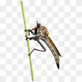 Net-winged Insects, HD Png Download - house fly png