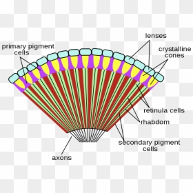 Compound Eye Of Insect, HD Png Download - house fly png