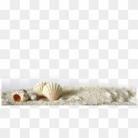 Beach Sand Png Transparent, Png Download - concha png