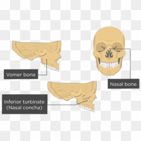 Anterior Vomer, HD Png Download - concha png
