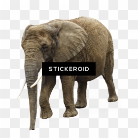 Elephant Transparent Background, HD Png Download - white elephant png