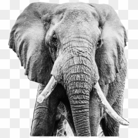 Hd Elephant Black And Grey, HD Png Download - white elephant png