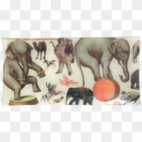 Indian Elephant, HD Png Download - white elephant png