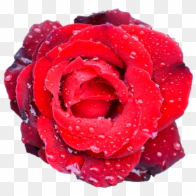 Garden Roses, HD Png Download - wedding flower png