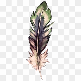 Twig, HD Png Download - watercolor feather png