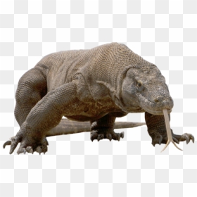 Komodo Dragon Png Free Download - Transparent Komodo Dragon, Png Download - komodo dragon png