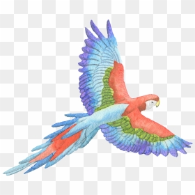 Tricolor Parrot Watercolor Transparent Decorative Pattern - Flying Parrot Watercolor Png, Png Download - watercolor feather png