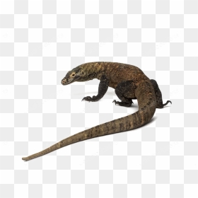 Komodo Dragon Png Photos - Komodo Dragon Top View, Transparent Png - komodo dragon png