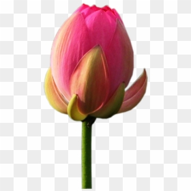 Sprenger's Tulip, HD Png Download - white lotus png