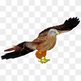 Red Kite - Red-tailed Hawk, HD Png Download - golden eagle png