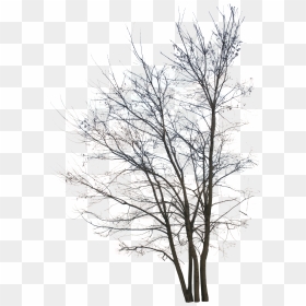 Silhouette, HD Png Download - winter trees png